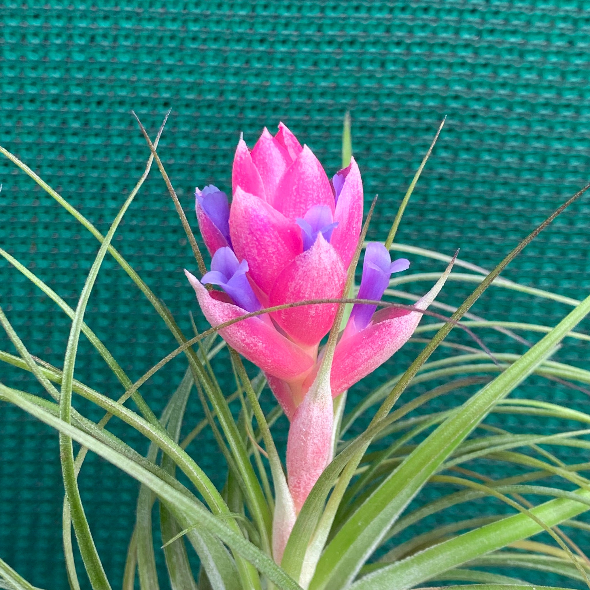 stricta soft leaf air plant Tillandsia - stricta