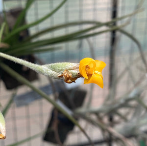 Tillandsia - Copper Penny X Crocata (Fragrant)