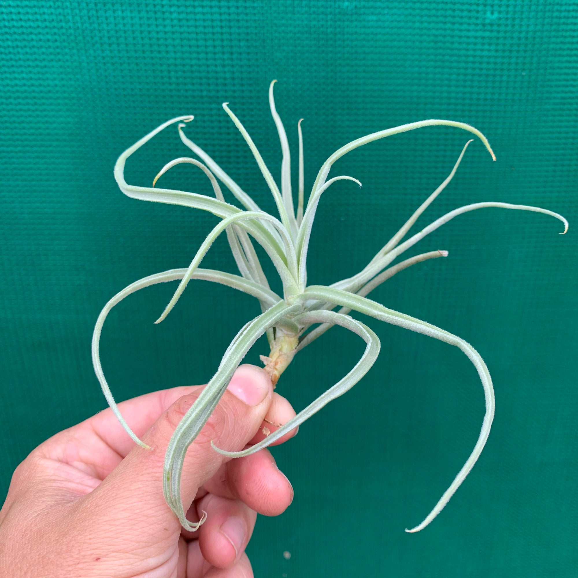 streptocarpa air plant Tillandsia - streptocarpa (Fragrant)