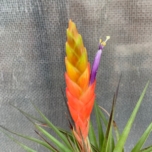 Tillandsia - rhomboidea ex. OM