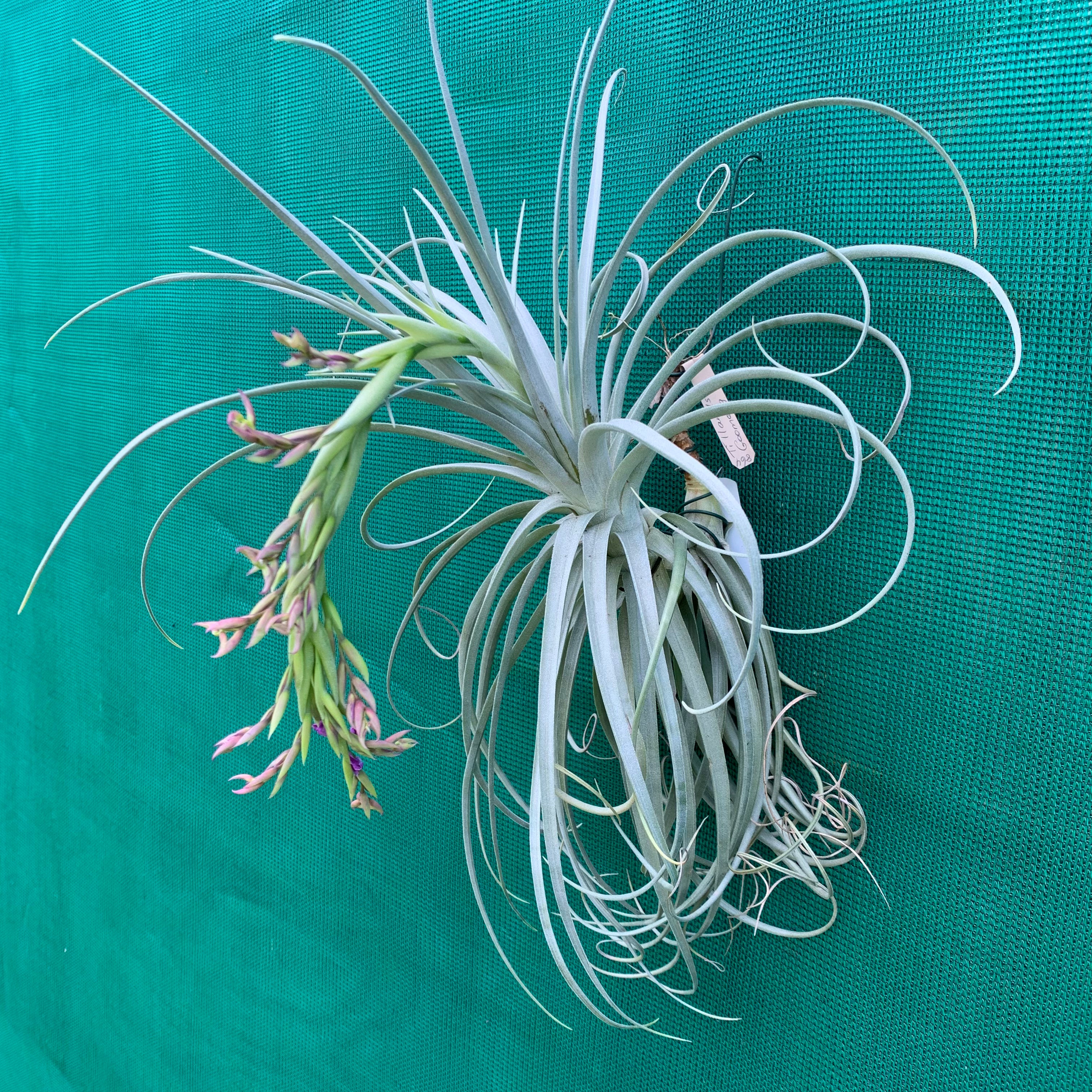 Tillandsia - Goomong ex. MP (Fragrant) - Air Plant Decor