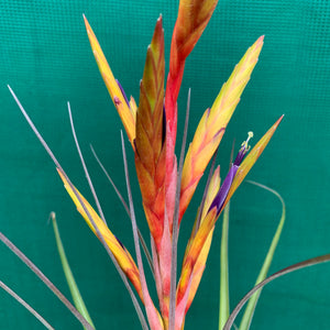 Tillandsia - Oeseriana ex. OM