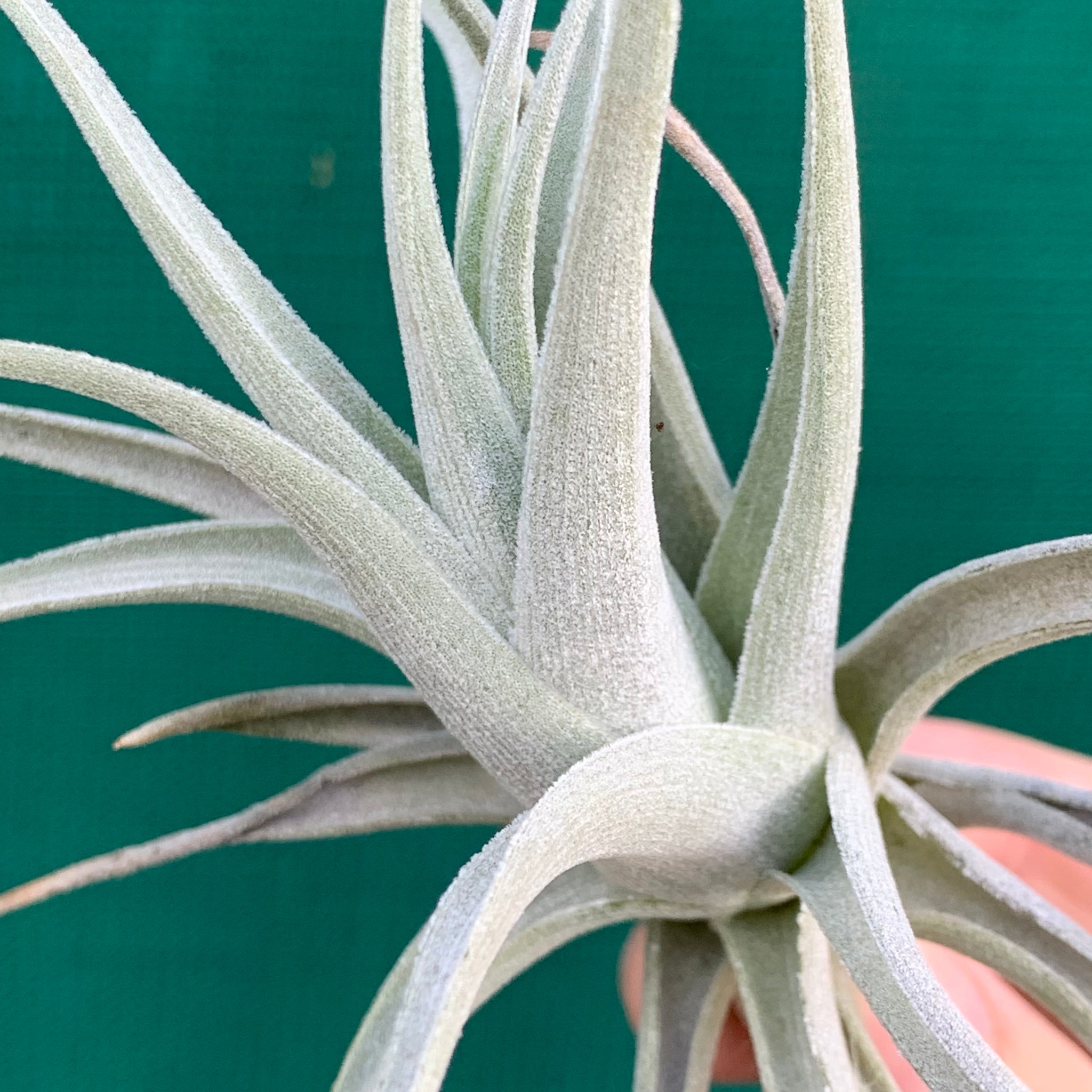 leonamiana air plant Tillandsia - leonamiana Brent ex. PT