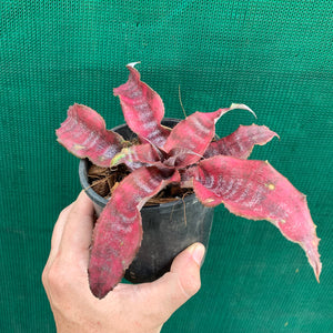 Cryptanthus - Anne Collings