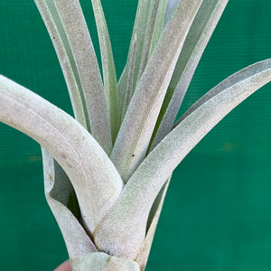 Tillandsia - Steve ex. JO NEW