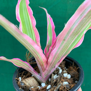 Cryptanthus - Rainbow Star