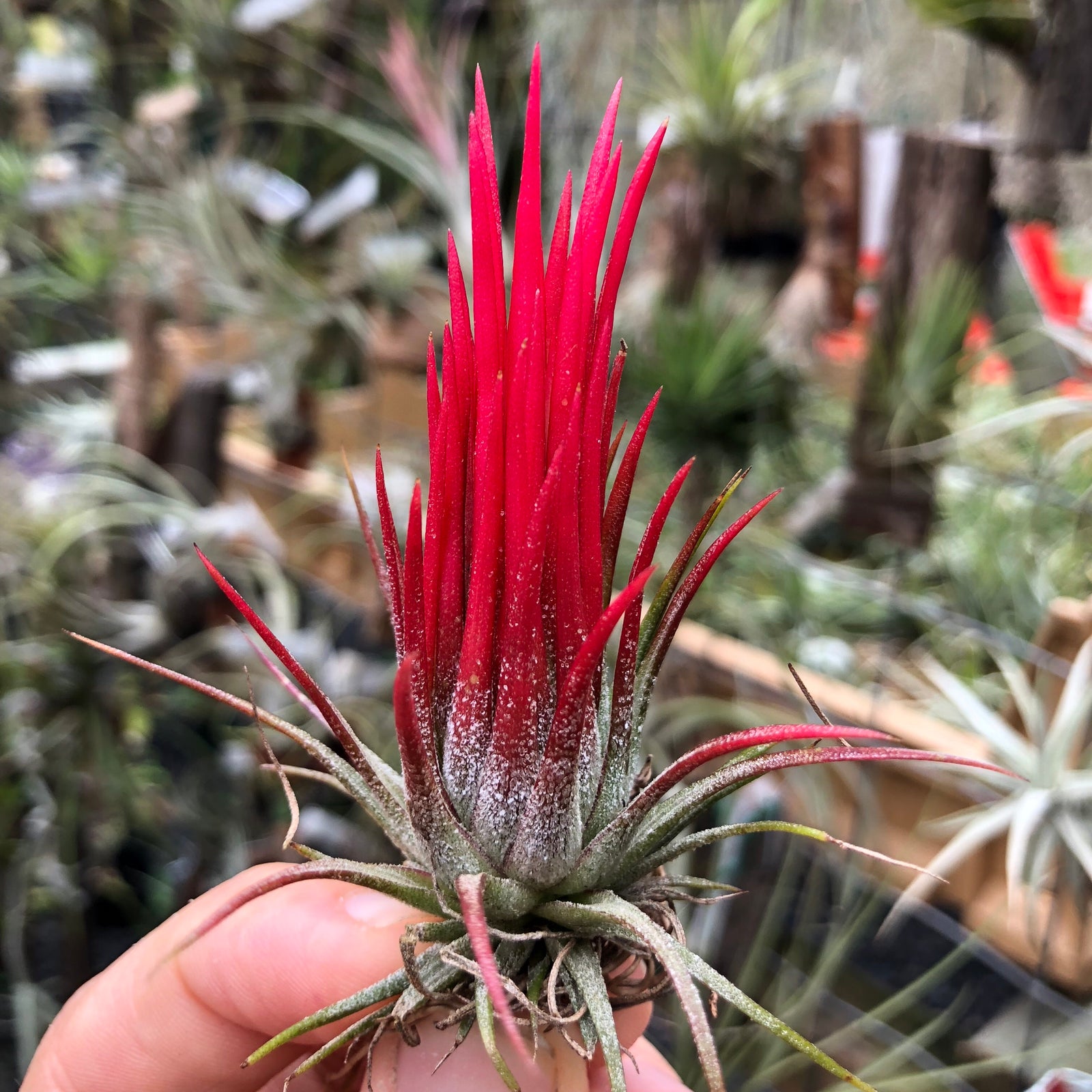 Tillandsia - ionantha 'Fuego'