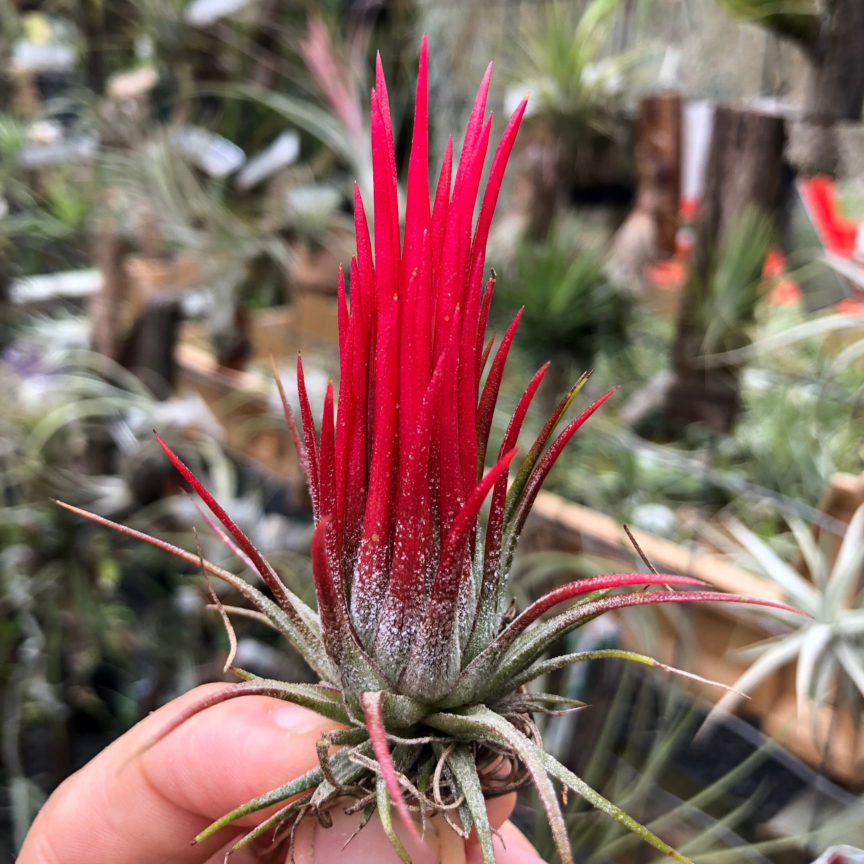 Tillandsia - ionantha 'Fuego' - Air Plant Decor