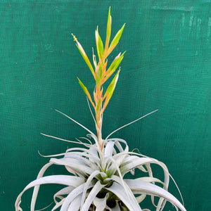 Tillandsia - xerographica