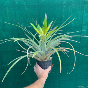 Tillandsia - fasciculata v. Chacalapa NR58