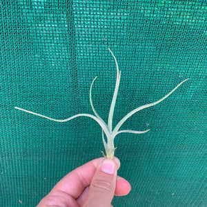 Tillandsia - Arhiza-Juliae x Pruinosa ex. BG