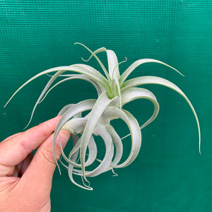 Tillandsia - caticola ‘Splendide’
