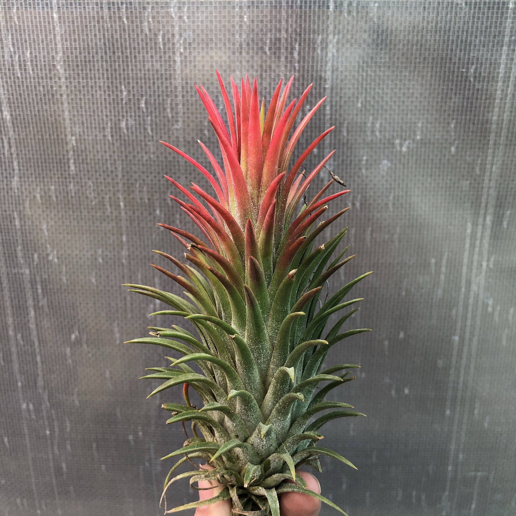 Tillandsia - ionantha ‘Penito’