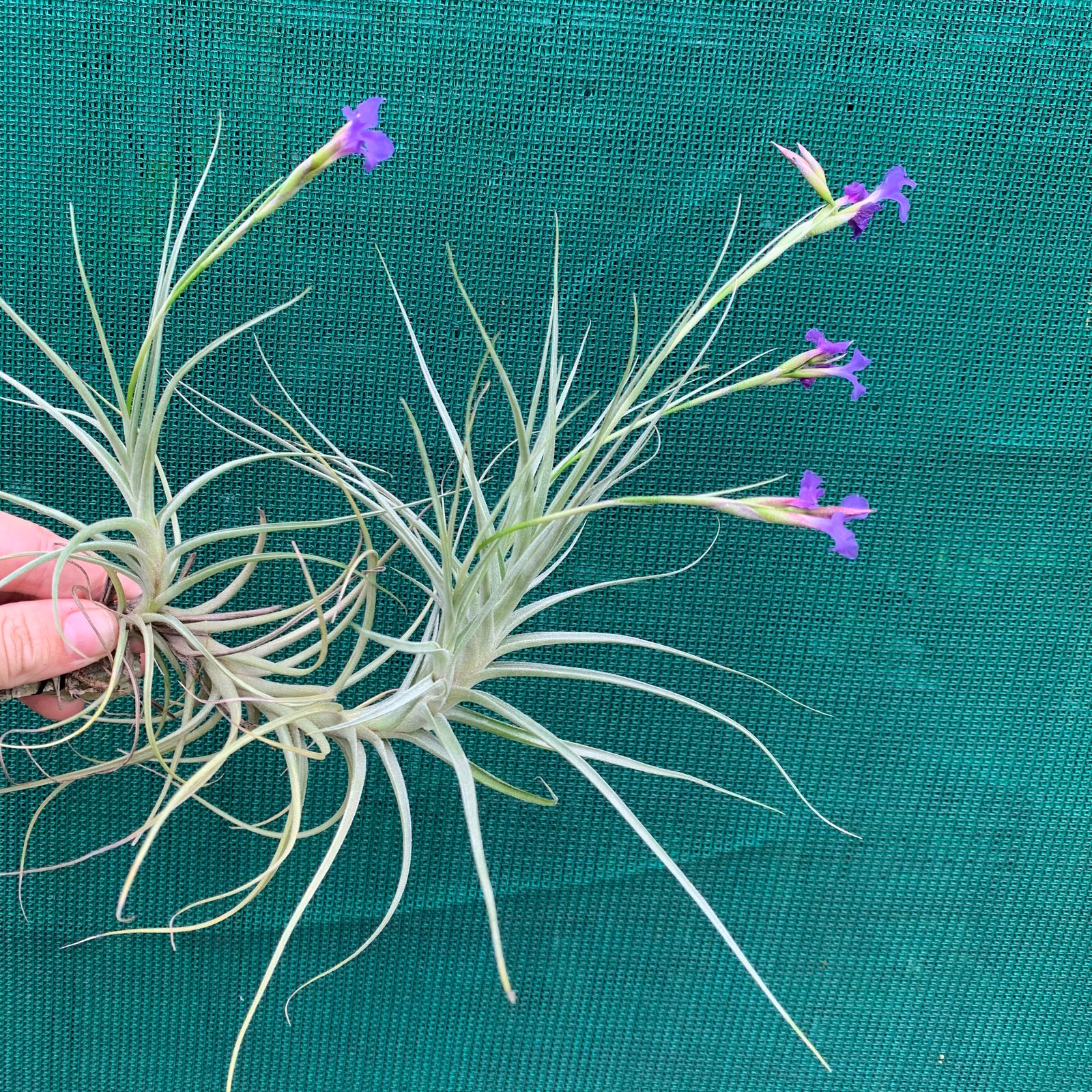 Tillandsia - mallemontii x bergeri ex. BG (Fragrant)