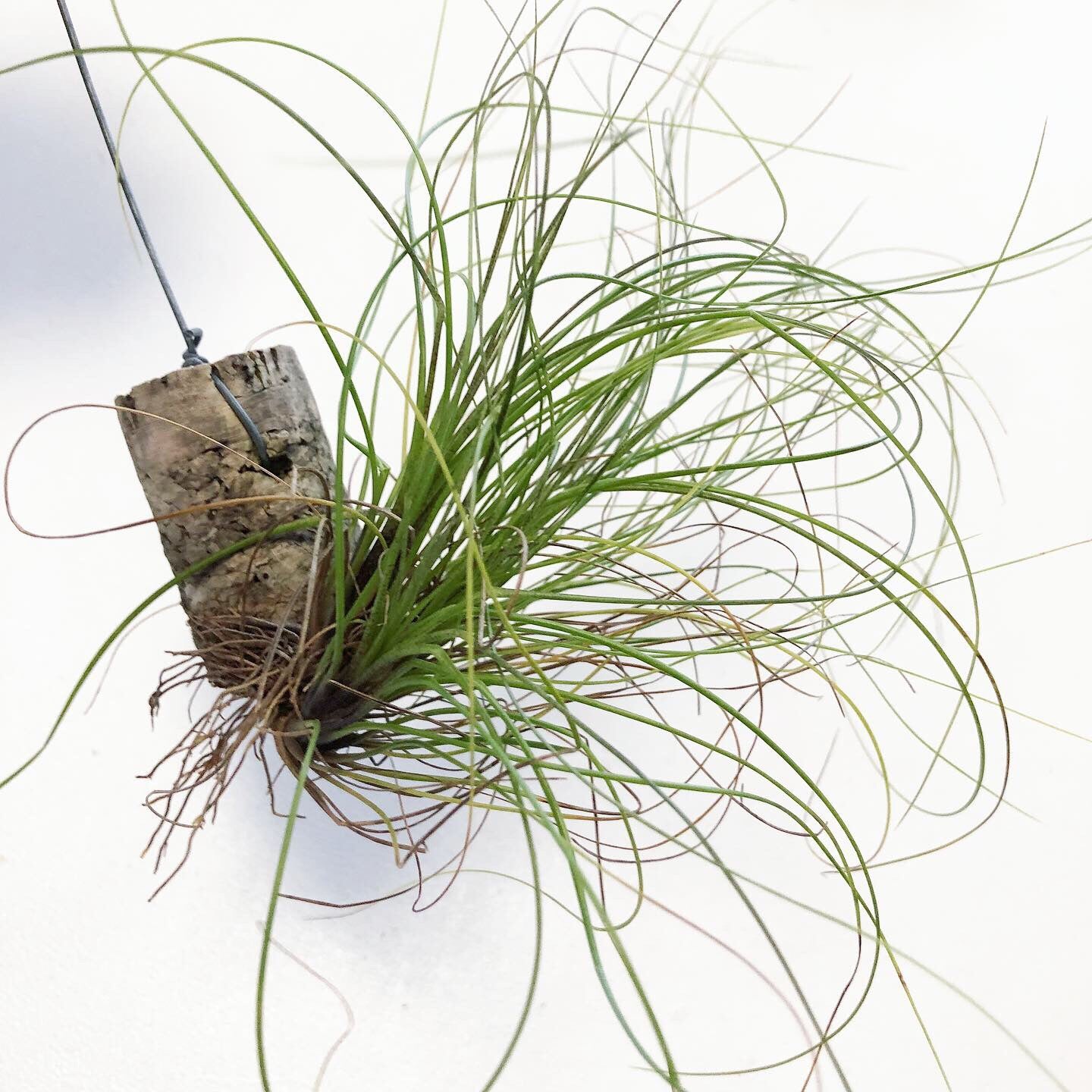 Tillandsia - festucoides
