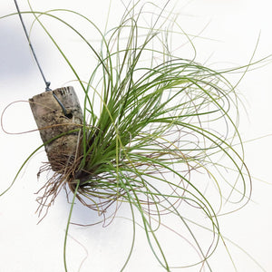 Tillandsia - festucoides