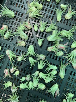 Tillandsia - ionantha 'Rubra' (Wholesale)