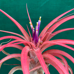 Tillandsia - Leopard