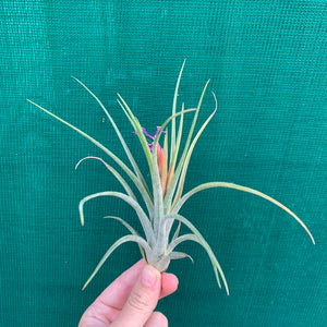 Tillandsia - x rectifolia