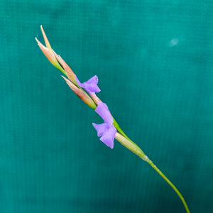 Tillandsia - bandensis (Fragrant)