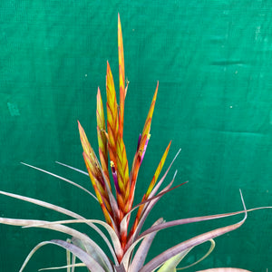 Tillandsia - Cooloola ex. App