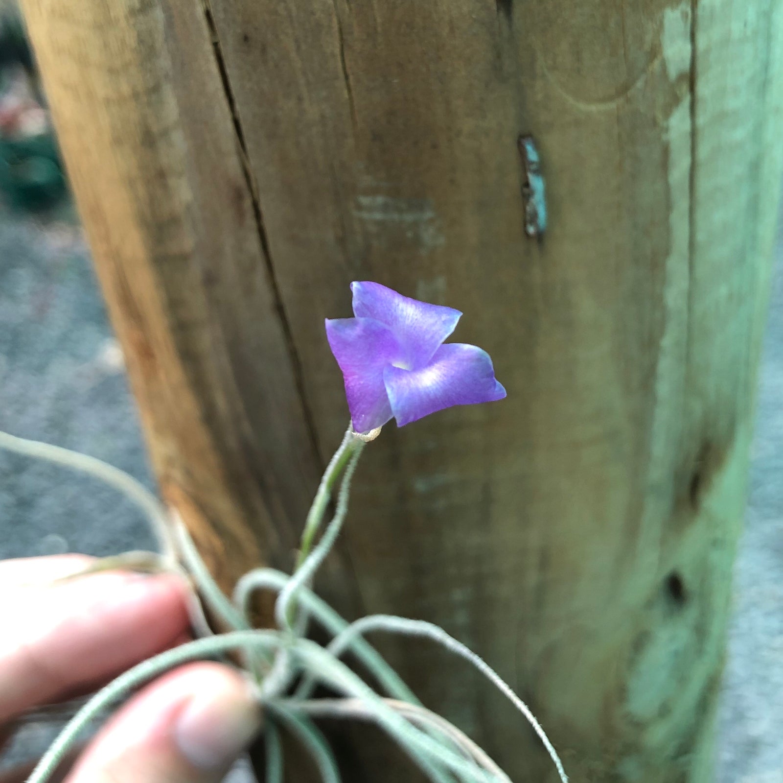 Tillandsia - mallemontii (Fragrant)