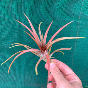 Tillandsia - capitata ‘Grosse Form’