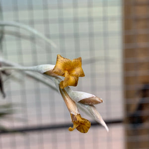 Tillandsia - caliginosa (Fragrant)