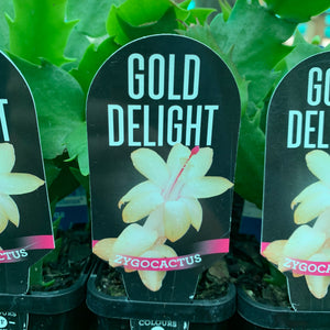Zygocactus Gold Delight