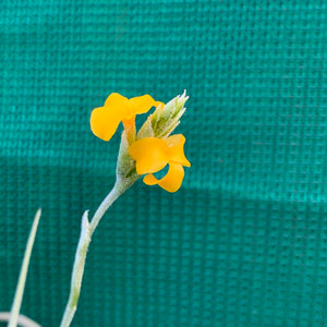 Tillandsia - Rutschmann’s Orange (Fragrant)