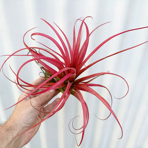 Tillandsia - Leopard