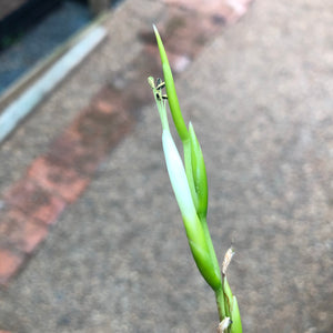 Tillandsia - Pringlei (Wholesale)