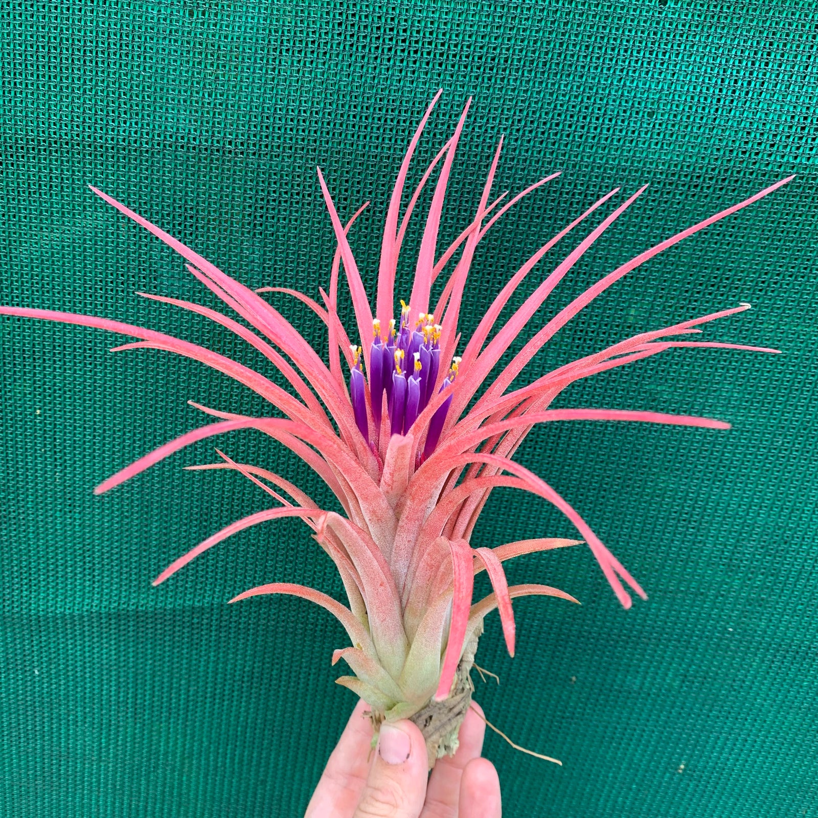 Tillandsia - Victoria