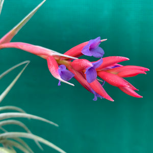 Tillandsia - subsecundifolia x aeranthos Purple ex. PT