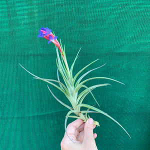 Tillandsia - Winkleri ex. PT