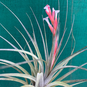 Tillandsia - tenuifolia 'Frosted Purple' ex. PT