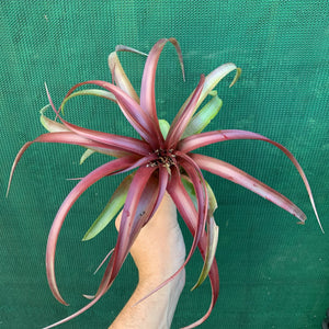 Tillandsia - Abdita Mexico ex PT