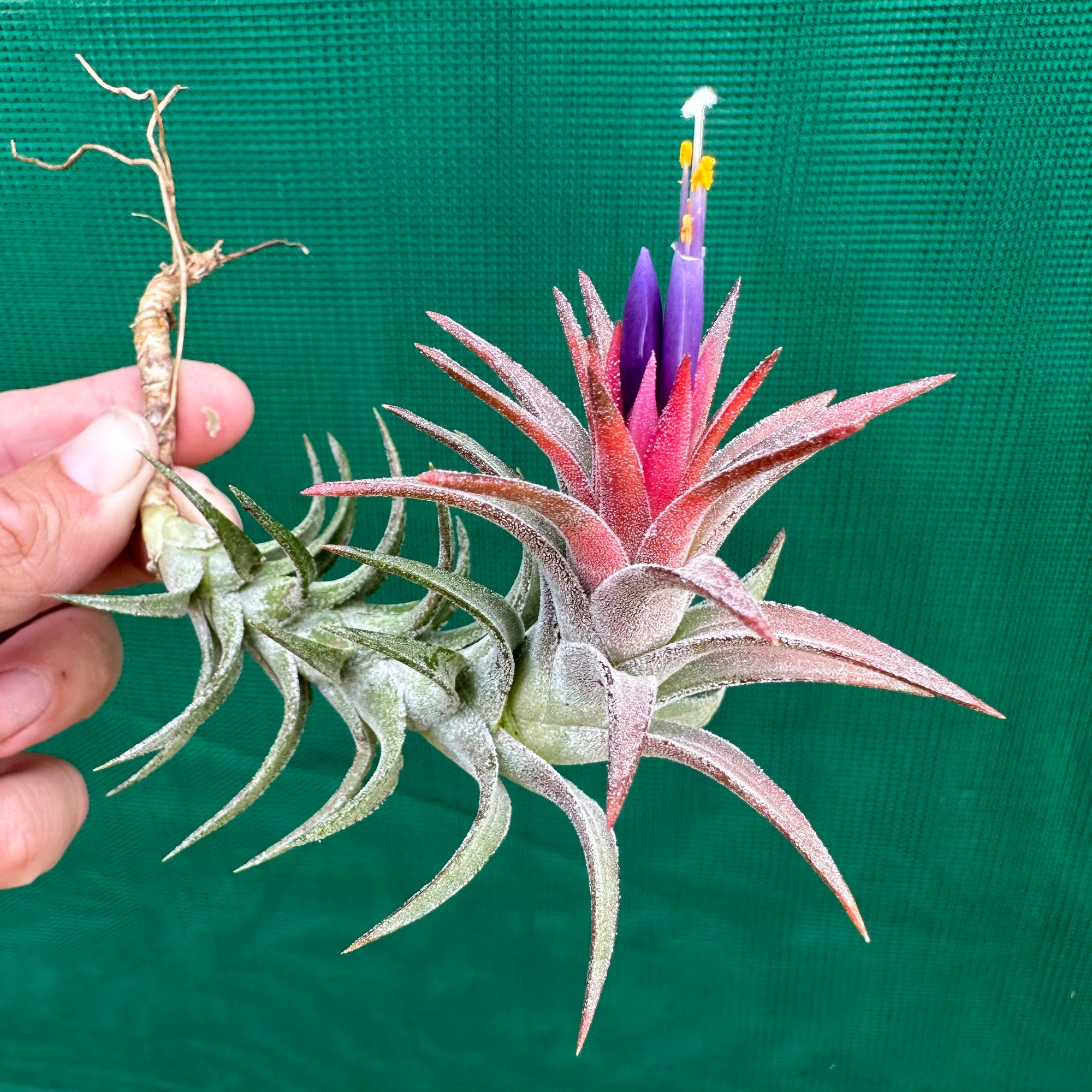 vanhyningii air plant Tillandsia - vanhyningii ex. CC