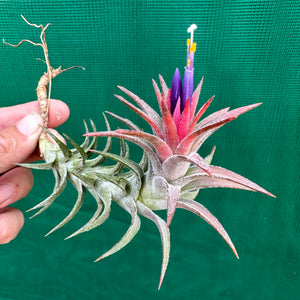 Tillandsia - vanhyningii ex. CC