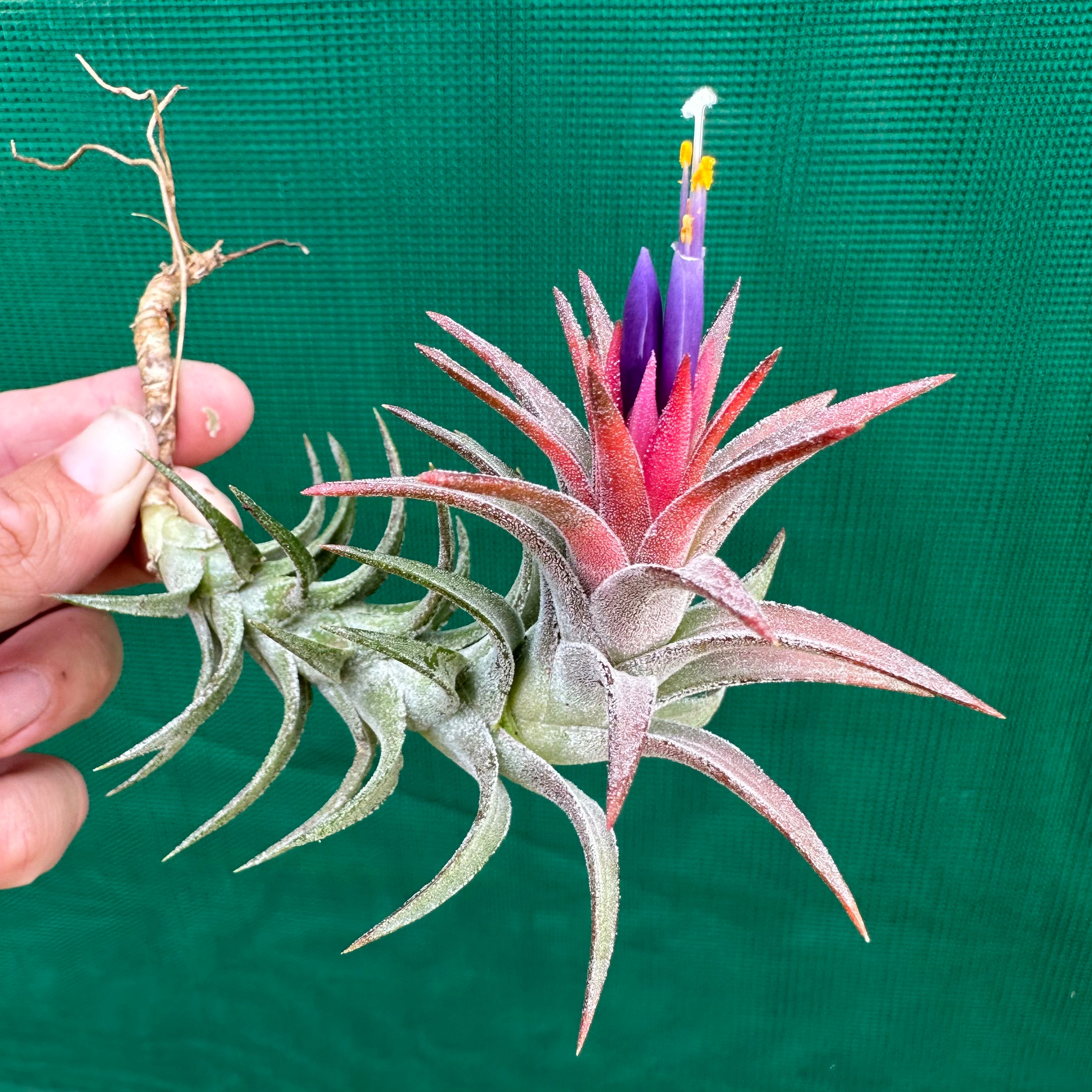 Tillandsia Ionantha 気持ち良く vanhyningii type2 速達
