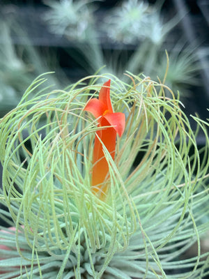 Tillandsia - andreana ex. CC