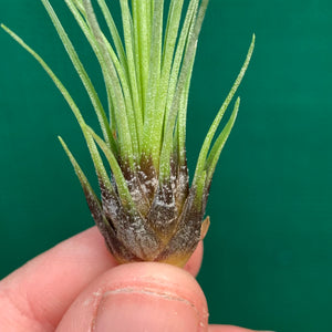 Tillandsia - filifolia