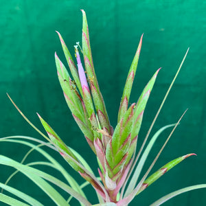 Tillandsia - concolor x streptophylla ? RFI NEW