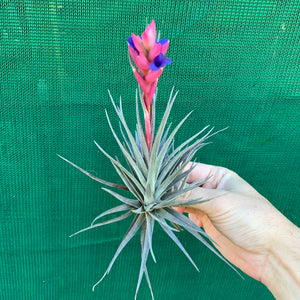 Tillandsia - Purple Gem