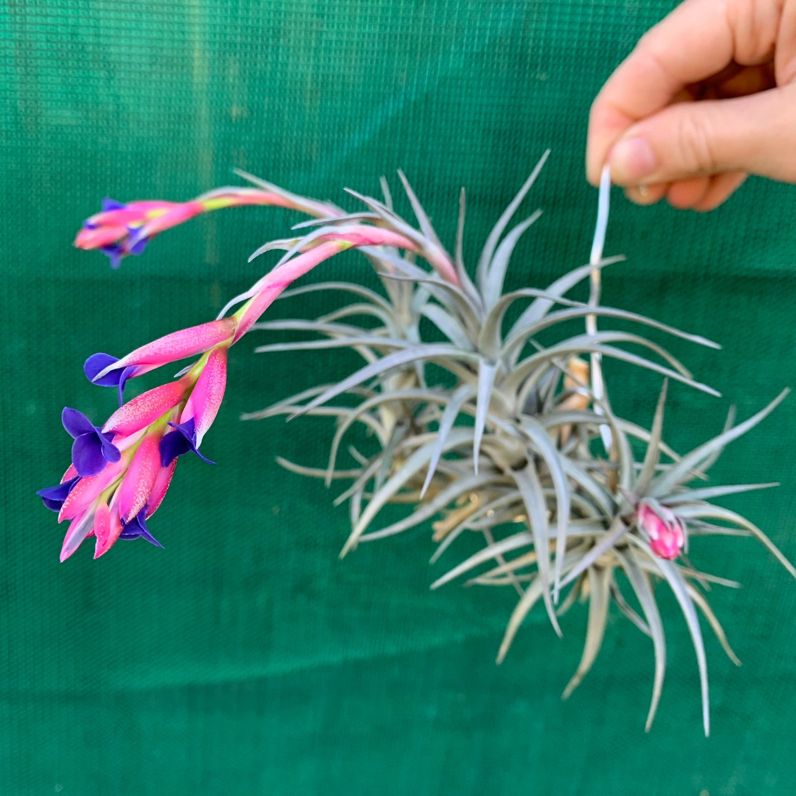 Tillandsia - aeranthos ‘Recurved Leaf’ ex. FE
