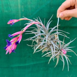 Tillandsia - Aeranthos ‘Recurved Leaf’ ex. FE