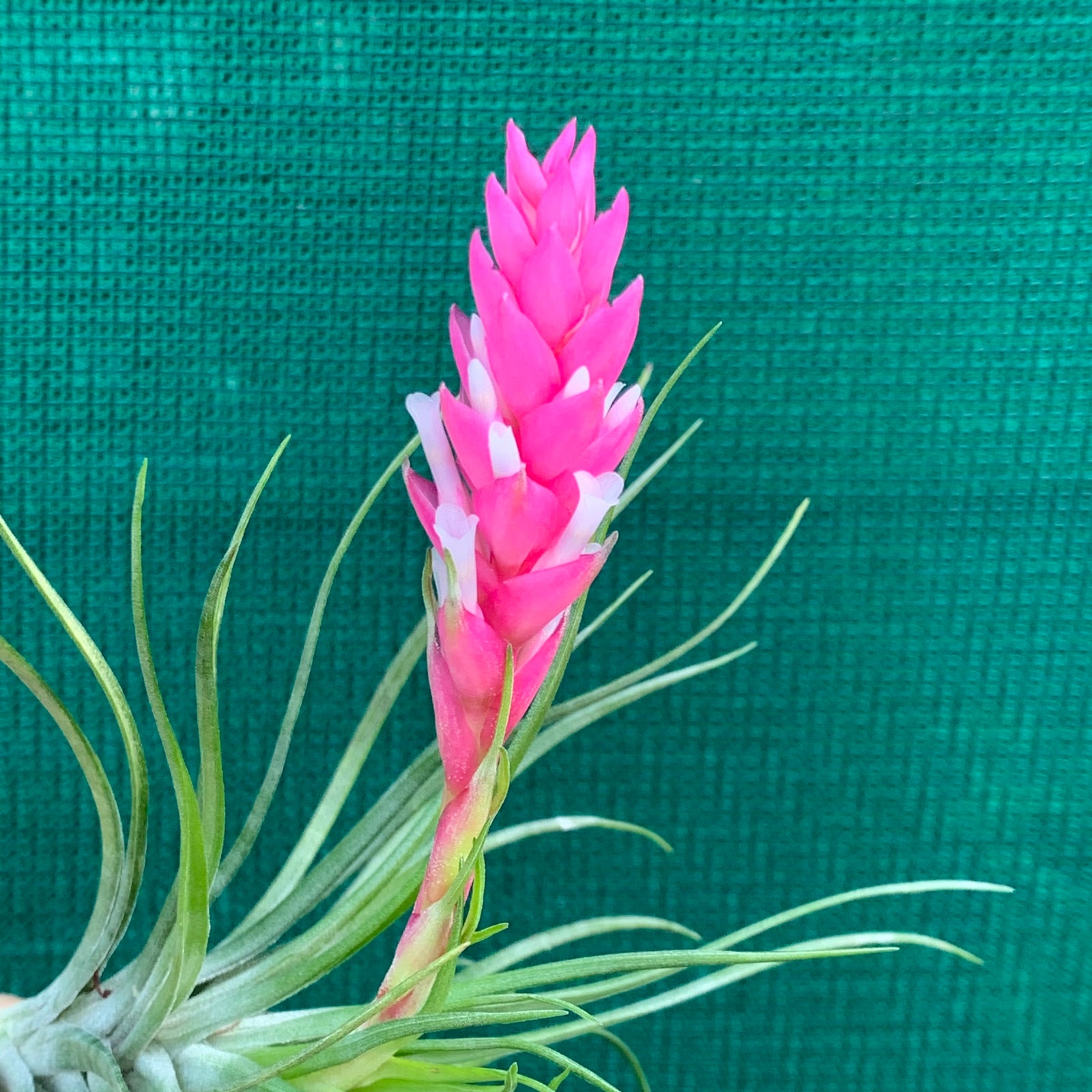 Tillandsia - tenuifolia 'Emerald Forest' ex. CC