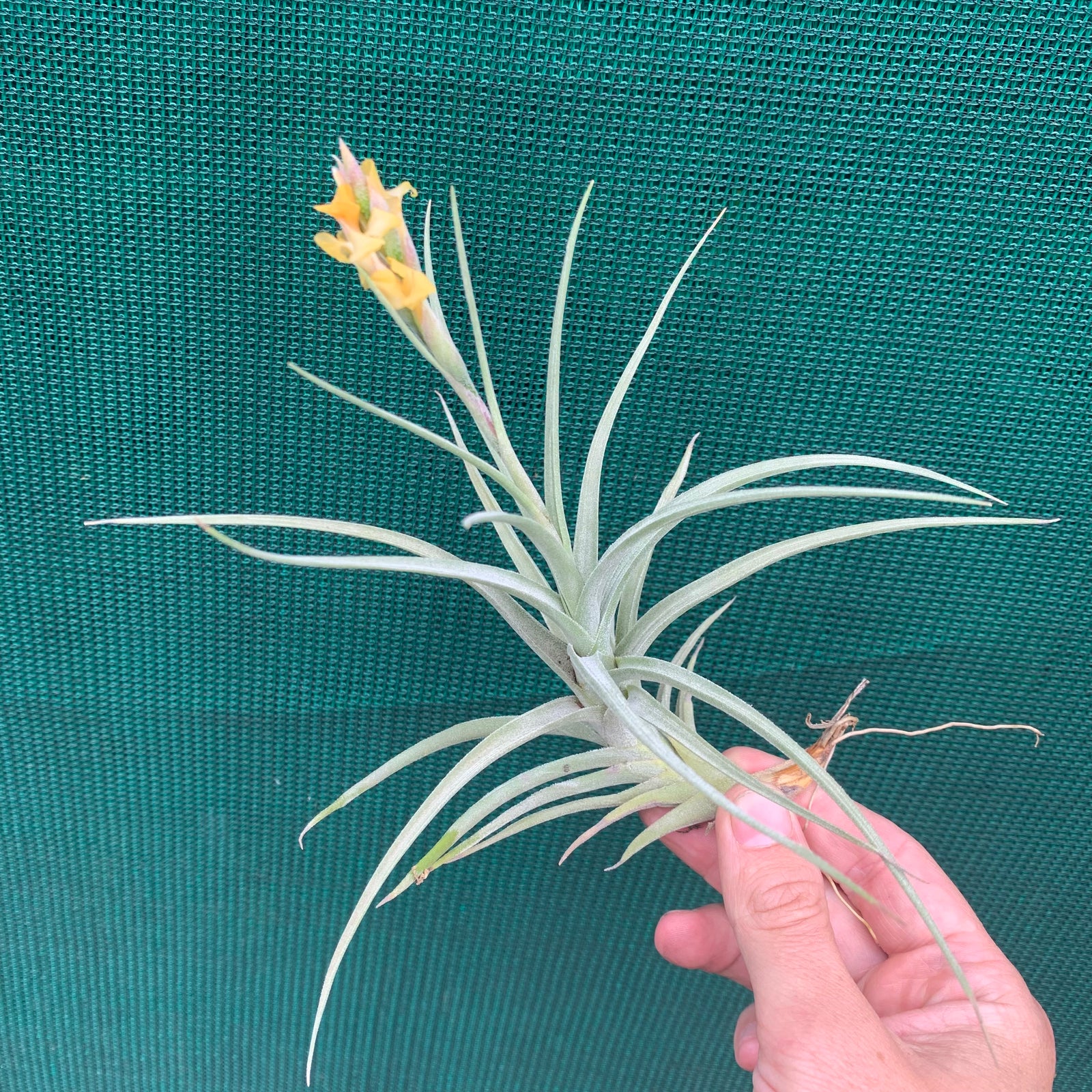 Tillandsia - Kashkin (Fragrant)