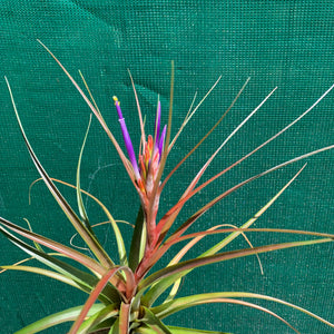 Tillandsia - Nashville ex. GP