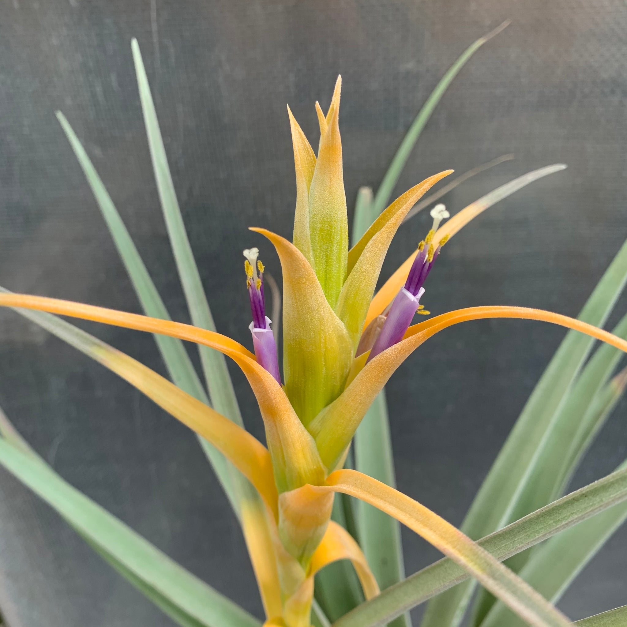 yellow air plant Tillandsia - capitata 'Tall Yellow' ex. OM